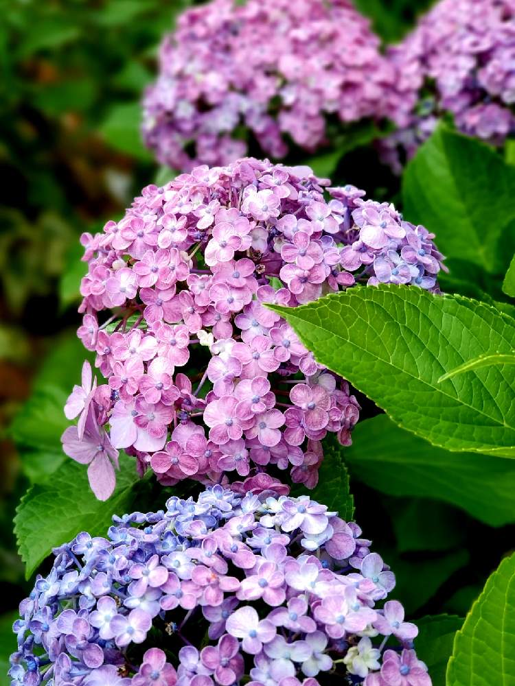 小さな庭の画像 by aki~nakさん | 小さな庭とHTCとWEEKEND FLOWERと今日の一枚と妄想倶楽部と季節のお花と有難う♥とおたふく紫陽花と花のある暮らしと花の16年組♡とラジオ体操倶楽部