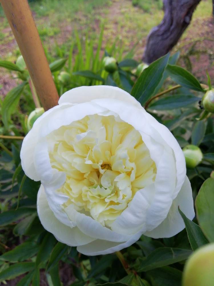 広い庭の画像 by はな♥さん | 広い庭としゃくやく(芍薬)としあわせな時間としあせな発見と春の北海道と可愛いお花とおうち園芸と北海道の春のお花ラッシュと春の開花ラッシュ