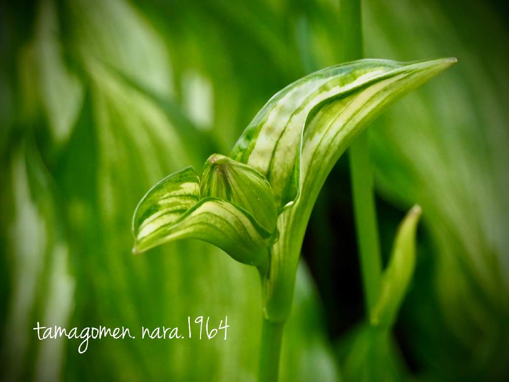 の画像 by tamagomen. nara.1964さん | 植物観察日記とOLYMPUS PEN E-PL10と擬宝珠*と曇りとギボウシ*と奈良県奈良市と気温22℃