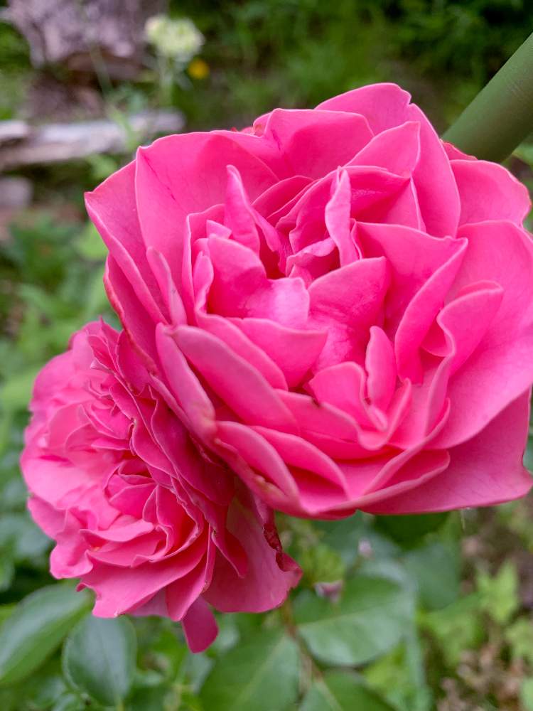 小さな庭の画像 by ゆなさん | 小さな庭とバラ レオナルド・ダ・ヴィンチとばら バラ 薔薇とお花大好き♡とガーデニング大好き❤️とマイガーデンとピンク❤︎ピンクとGSのみなさんに感謝♡と癒されるとピンクワールドへ ようこそとガーデニングと花のある暮らしとバラを楽しむ