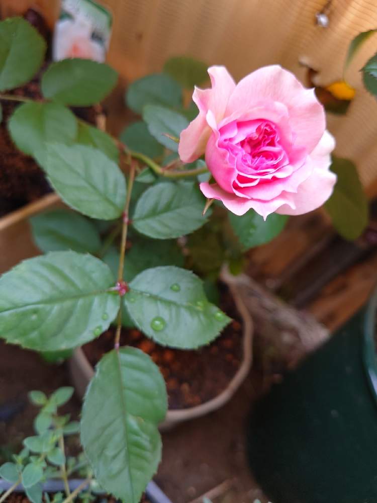 小さな庭の画像 by ぬまなさん | 小さな庭とアミロマンティカとばら バラ 薔薇とはなのある暮らし