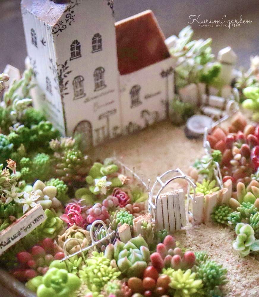 の画像 by くるみ*さん | オーロラとブロウメアナと多肉植物 寄せ植えと箱庭と箱庭 多肉植物とコーカサス キリンソウ トリカラーとミニチュアガーデンと箱庭作りと私の小さな世界とくるみガーデンの物語と多肉のメンテナンスと多肉箱庭と箱庭の世界と植物ジオラマとミニチュアハウスと多肉植物寄せ植えとセダム寄せ植えと多肉植物のある暮らしと小さな世界の物語とくるみガーデンと小さな小さな庭と小さな世界とKurumi*gardenと多肉の箱庭とミニミニハウス