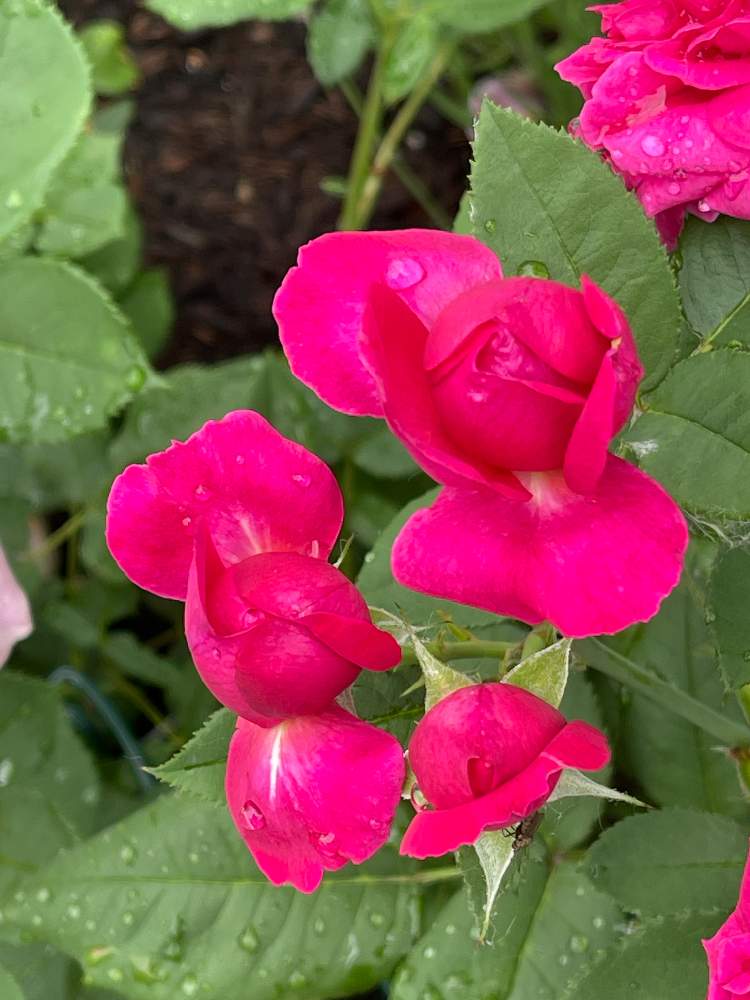 小さな庭の画像 by ブルーネストさん | 小さな庭とイングリッシュローズとDA ダーシーバッセルとばら バラ 薔薇とおうち園芸と香る花とイングリッシュ・ローズとデビッドオースティンと赤い花とバラが好きとロザリアン