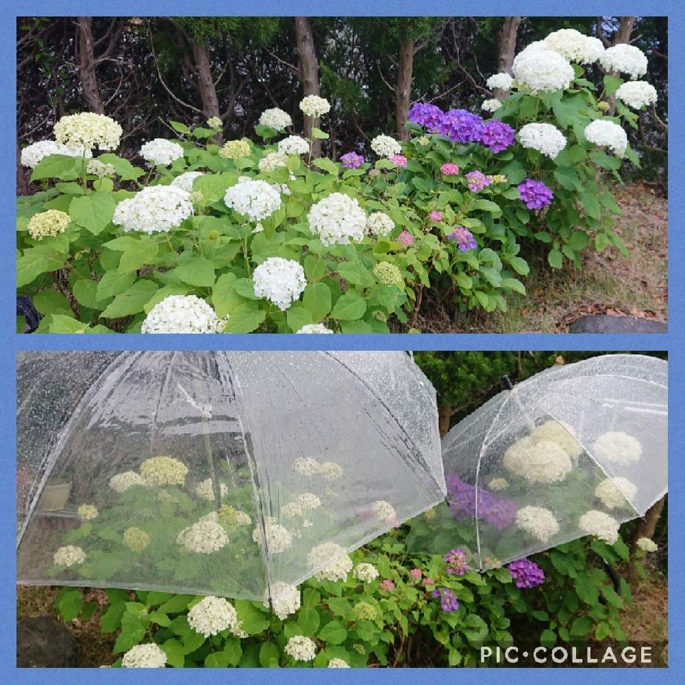 の画像 by 福ママさん | スマホ撮影とピンクの花と小さな幸せ❤と雨の日は…とチーム岐阜とおうち園芸とコロナに負けるな!と白いお花と医療現場の人々に感謝とマスク生活と可愛いと花のある暮らしと頑張ろう日本❣️