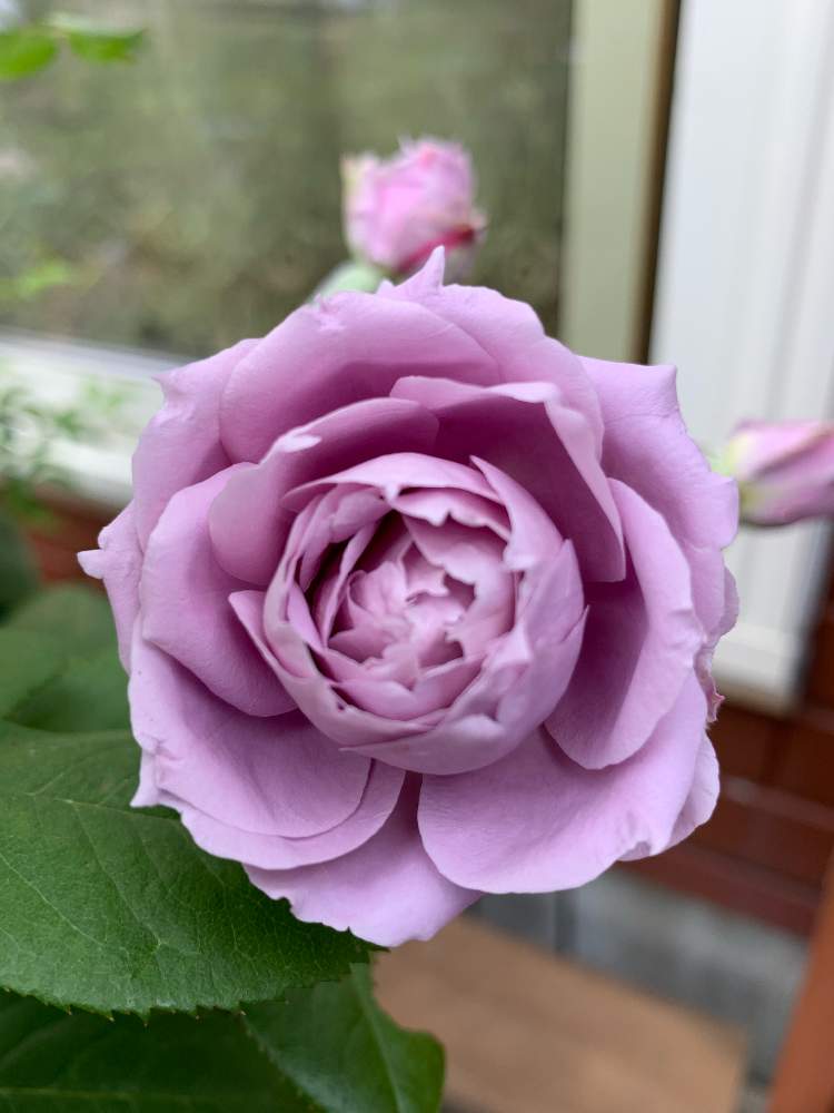 小さな庭の画像 by おーちゃんさん | 小さな庭とノヴァーリスと♡薔薇が好き♡と寄せ植えとガーデニング大好きとお花大好きと植物大好きとアプリコット色が好きとクレマチス大好き♡と鉢植えと花壇植え