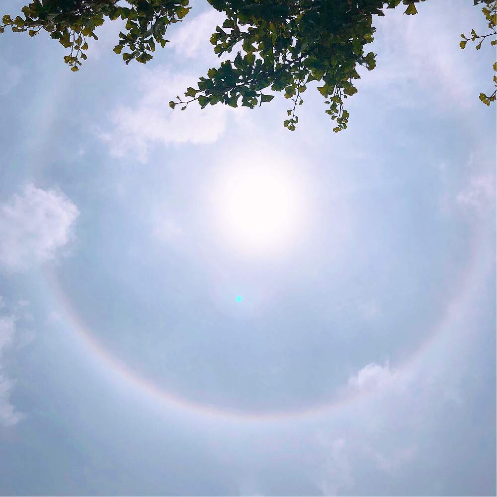 お出かけ先の画像 by じーこさん | お出かけ先とイチョウと猫のいる生活といい眺めとおうち園芸と多肉女子と宿根草大好きと花のある暮らしと青空コラボとロザリアンとグリーンとハロ現象