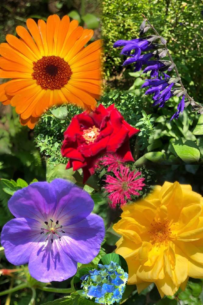 の画像 by hirarinさん | 薔薇と紫陽花 あじさい アジサイとカレンジュラ タッチオブレッドミックスとゲンノショウコとビューティフルサンデーと日曜ビタミンカラー♪とhirarinの薔薇とビタミンカラーとhirarinの紫陽花とGS皆様ありがとうと被災地にエールを…。とhirarinの鎌倉レポートと鎌倉