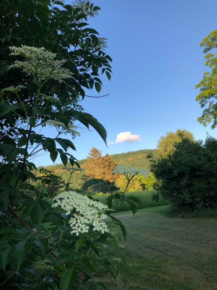 広い庭の画像 by sasukemama(T・Henty)さん | 広い庭とelder berry/エルダーベリーとアメリカの景色と緑のある暮らしとエルダーベリーの花と花のある暮らしとアメリカ在住とエルダーベリーの花と雲仲間