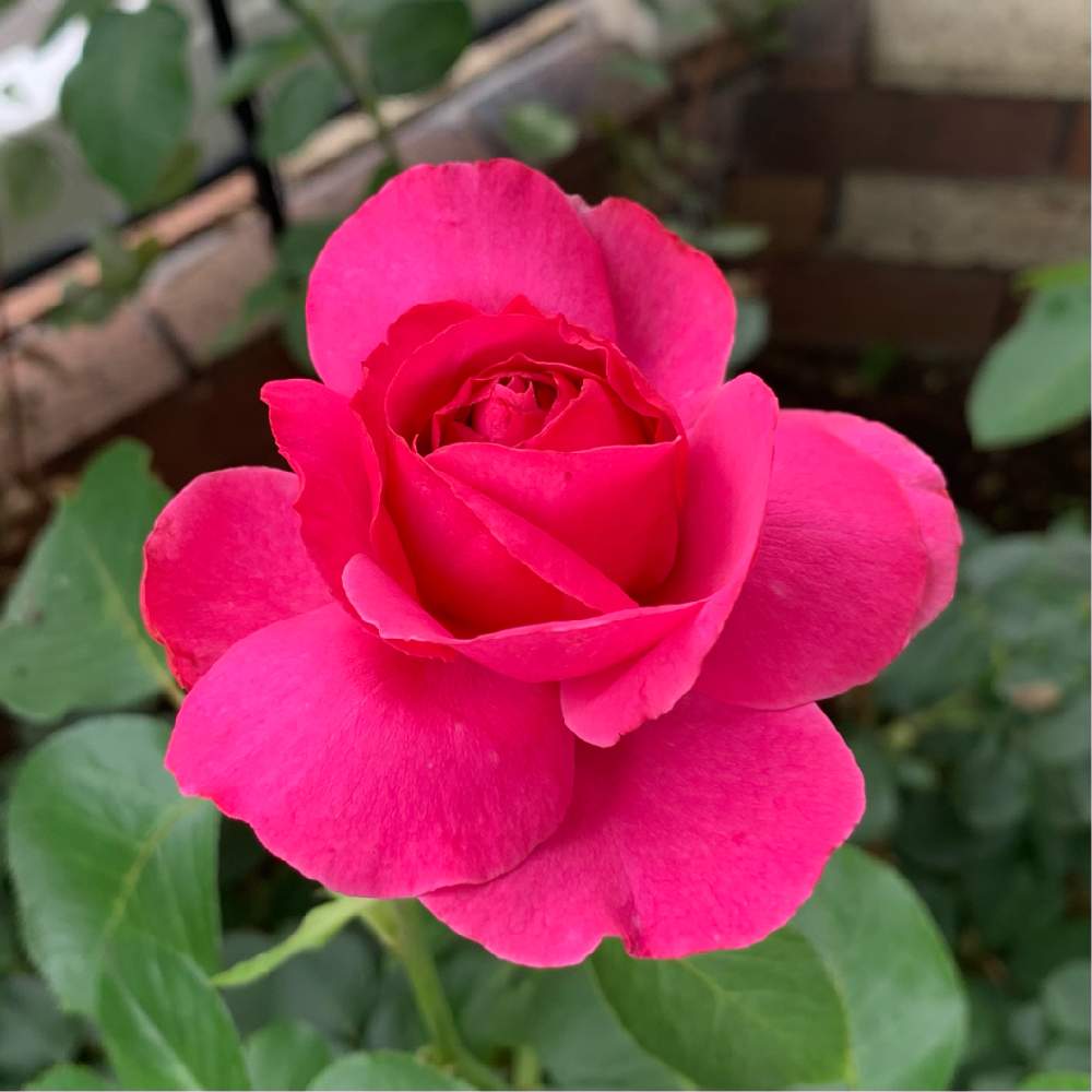 小さな庭の画像 by micooolさん | 小さな庭と薔薇♡とおウチ時間とばら バラ 薔薇と薔薇・イブピアッツェと薔薇好きとおうち園芸とガーデニングと癒し…♡と花のある暮らしと薔薇♪とバラを楽しむ
