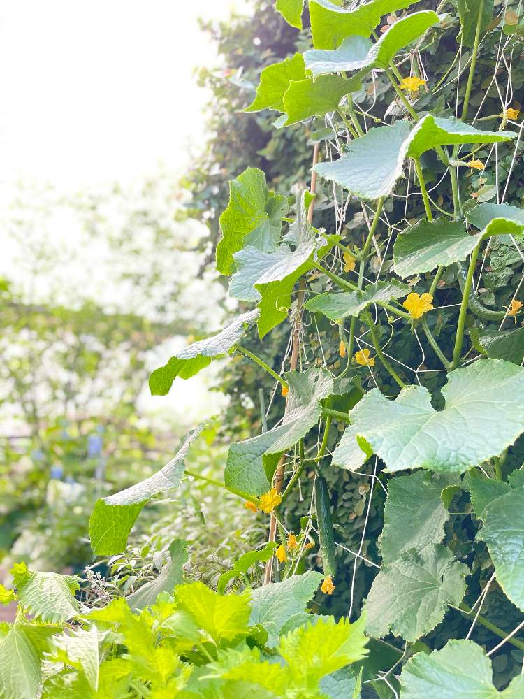 テラスの画像 by ソラミさん | テラスとキュウリと大葉と家庭菜園とプランター野菜と新鮮野菜✨と今朝のお庭