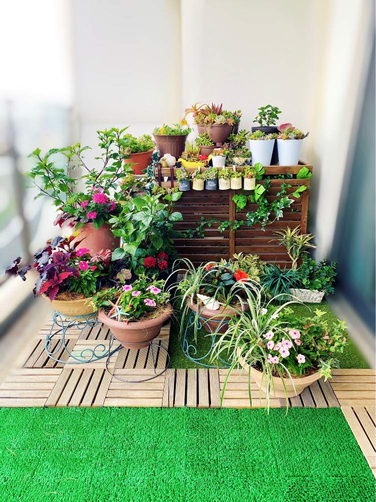 バルコニー/ベランダの画像 by ちゃみりーさん | バルコニー/ベランダと多肉植物と100均と人工芝と寄せ植えとベランダガーデニングと100均多肉と多肉植物寄せ植えと多肉植物のある暮らしとおうち園芸と季節のお花とマンションのベランダと花のある暮らしとウッドデッキパネル