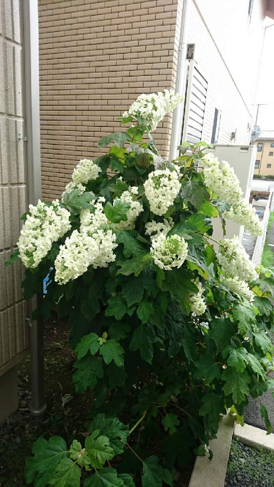 フェンスの画像 by ゆみさん | フェンスとカシワバアジサイと密度高い❗と花で感じる季節感といい感じ♪♪と自宅で楽しむと実家より貰い物とおおきくなったと賑やかと成長記録と花のある暮らしと今やランドマークと庭開拓としろいはな