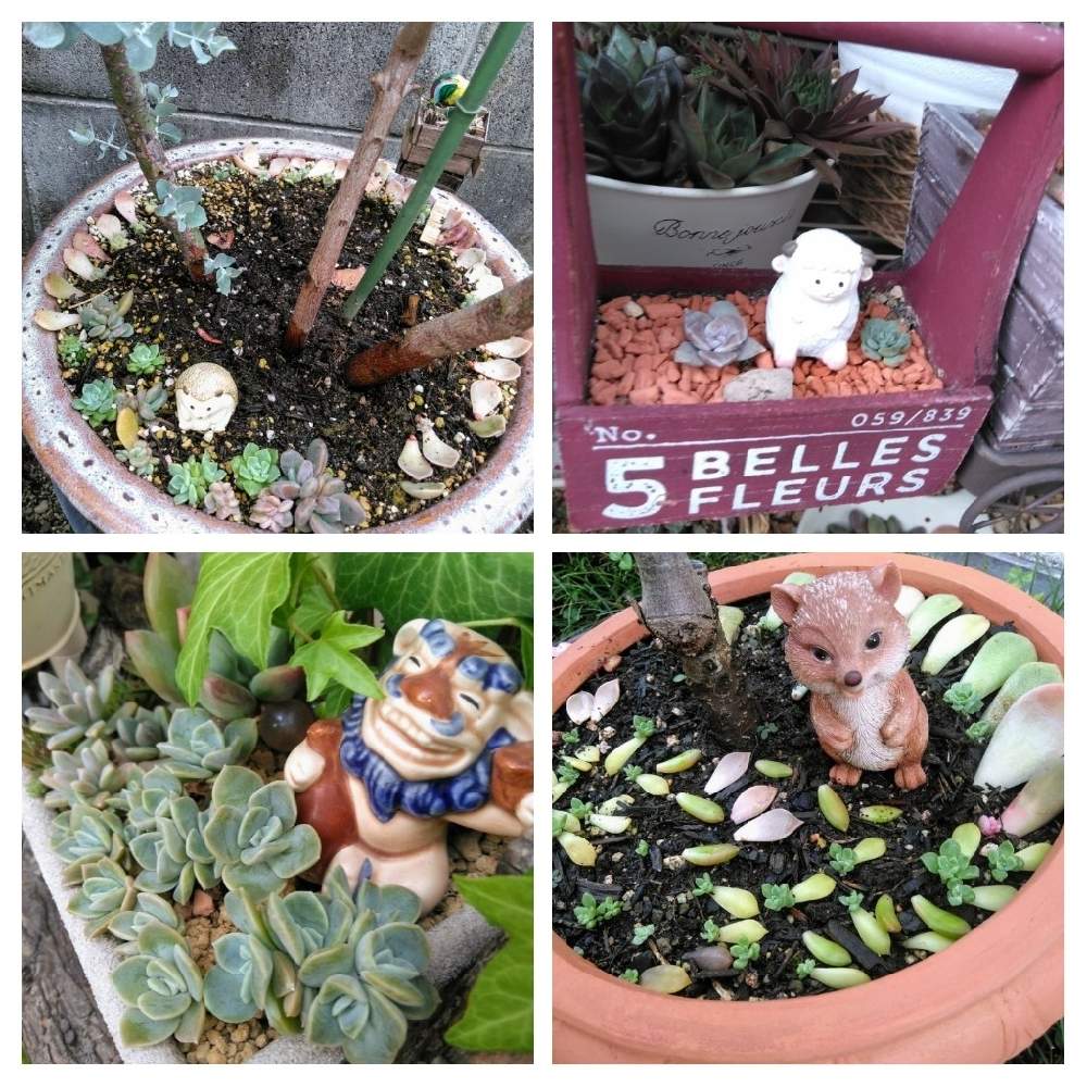 小さな庭の画像 by 鯱さん | 小さな庭と多肉植物と多肉植物葉挿しと多肉植物寄せ植えとおうち園芸と楽しいカワイイと毎月13日と14日は葉挿しの日と多肉棚