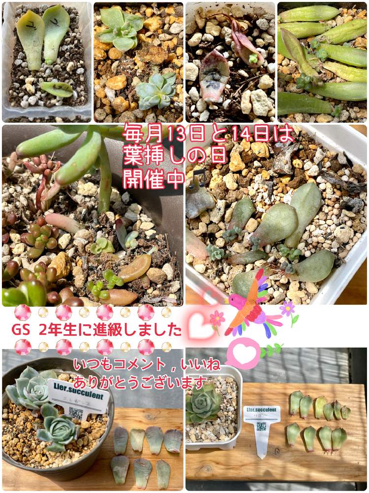 バルコニー/ベランダの画像 by makimay(マキメイ)さん | バルコニー/ベランダと多肉中毒とmakimay葉挿しと葉挿しっ子と毎月13日と14日は葉挿しの日と北海道と多肉初心者とGS2年生になりました!