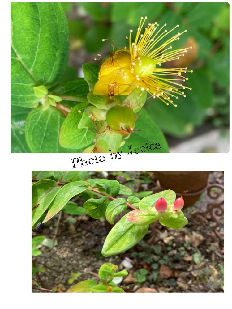 の画像 by 目指せ!自慢の庭さん | ヒペリカムとヒペリカムの花後、赤い実と自分たちで作り上げた庭と私の庭にいらっしゃいと毎年咲くよと楽しい花のある生活と大好き私の庭とヒペリカム花と実と赤い実が
