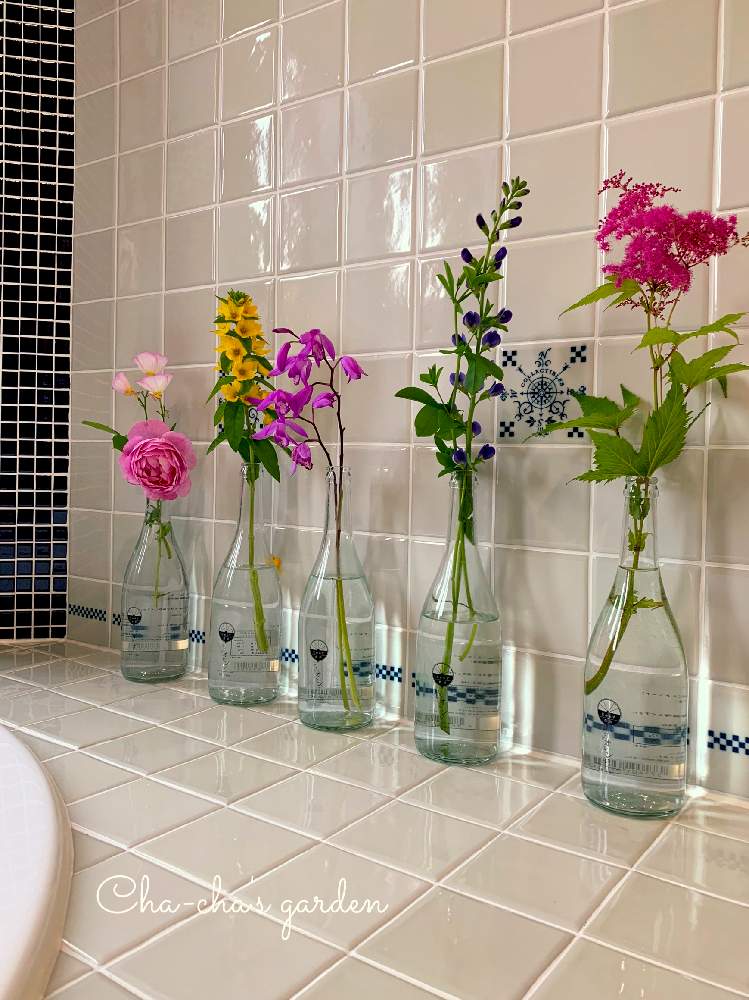 バス/トイレの画像 by 茶々のお庭さん | バス/トイレとキョウガノコとシランとヒルザキツキミソウと薔薇とセンダイハギとリシマキア・プンクタータとHTCとキュンキュン乙女倶楽部とわれら17年組と茶々の家とキュンキュン乙女倶楽部No.285とチーム・ブルーNo.014と【こまち多肉部】とゆるキャラ倶楽部