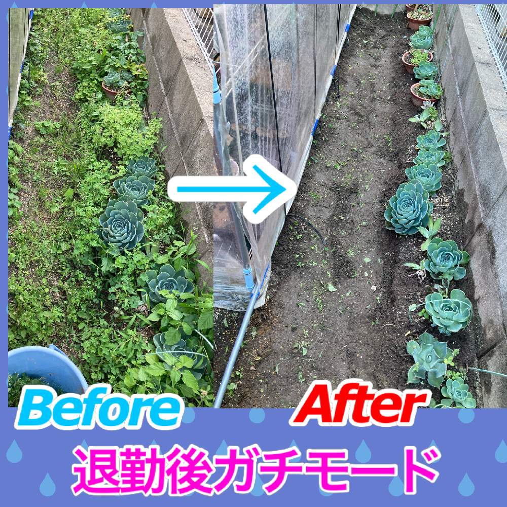 小さな庭の画像 by ocpたろう【OCPCHANNEL】さん | 小さな庭と観葉植物と植物男子とocpとオチャッピィとオチャッピィ太狼と愛媛と#ocpsucculentと#ocpハウスと松山市と#ocpfarm