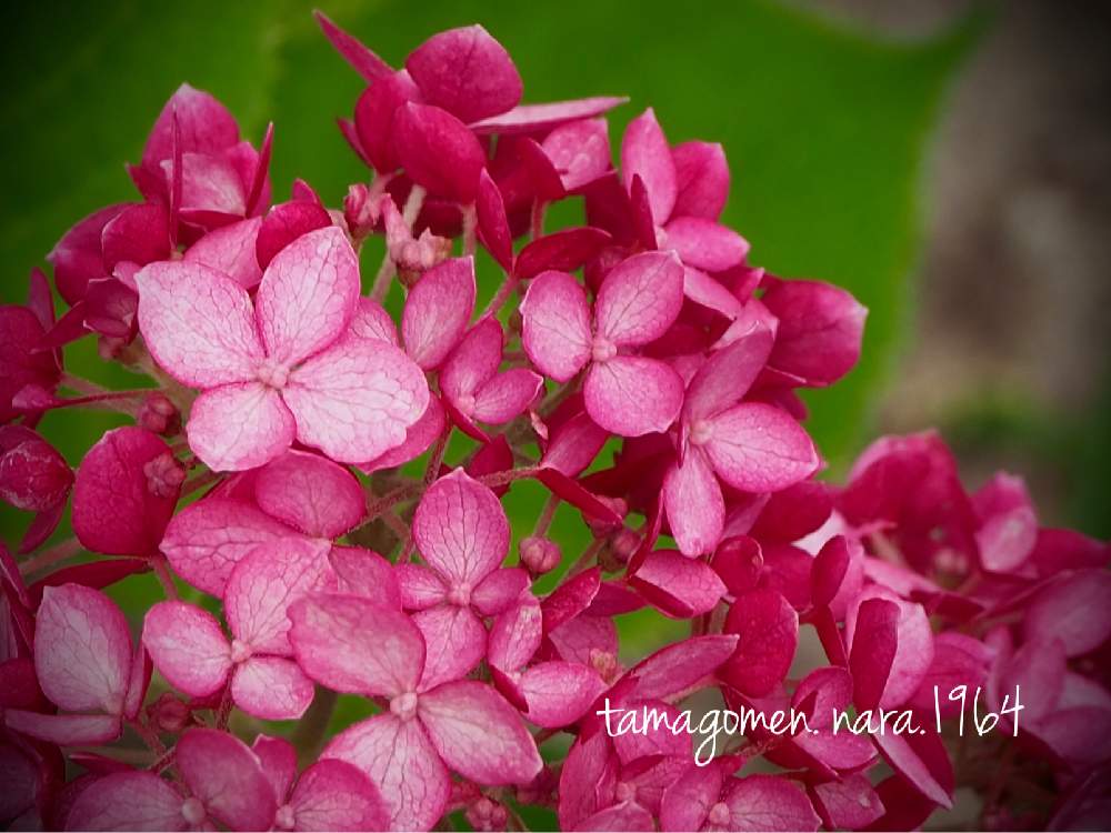 の画像 by tamagomen. nara.1964さん | 植物観察日記と気温24℃とOLYMPUS PEN E-PL10とアナベル*と濃いピンク色の花と曇りとアメリカノリノキ*と奈良県奈良市