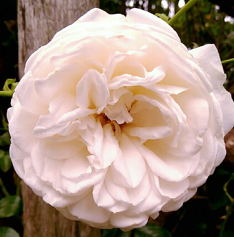 お出かけ先の画像 by ⭐CB1⭐さん | お出かけ先と白薔薇とバラ 白バラと兎に角ゴイス❗と虹の向こうは晴れなのかしら・・・と植物と言えば・・・と∞あまりにも好きすぎて∞とGS映えと屋敷住まいとおうち園芸とその後・・・と⭐ cheers⭐とbreakfast, lunch, teatime and supperと縁起善き哉〜☆と魔除け用とgreen & tea timeと花のある暮らしとGSアダルトチームとxxx too much love xxxとGSアダルト チーム