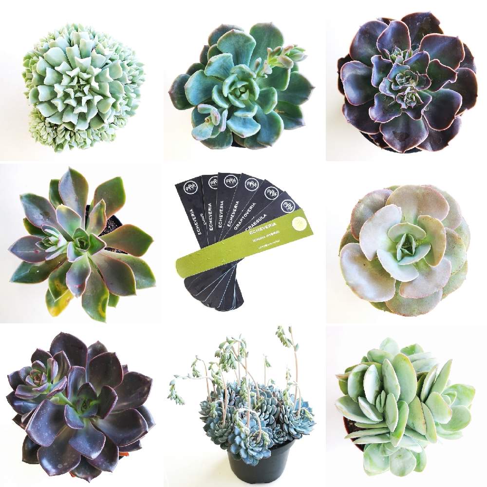 お出かけ先の画像 by eyeさん | お出かけ先とGREEN ROOM.とCrassula dubiaとEcheveria 'Minima Hybrid'とリコ.とブルートパーズとEcheveria 'Xanthe Rose'とEcheveria 'Blue Topaz'とジュール.とザンジー ローズとearth succulentsとミニマハイブリッド☆とド真ん中の日とBROMELIA GIFUとクラウド(綴化)とEcheveria runyonii 'Cloud' f. cristataとGraptoveria 'Jules'とデュビア、とジェシカ.とEcheveria 'Jessica'とEcheveria 'Rico'と八ヶ岳セレクション