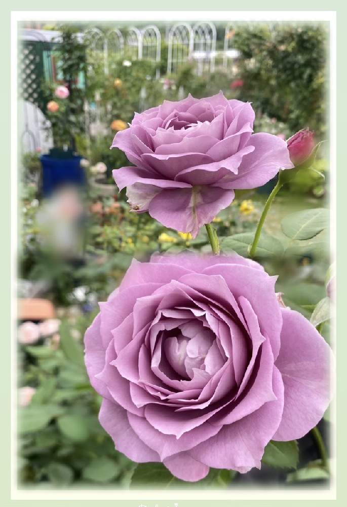 小さな庭の画像 by kuuさん | 小さな庭と薔薇を楽しむ♡といいかおり(╹◡╹)と薔薇に魅せられてと手作りの庭と華やかと癒しの時間♡♡と癒し空間と薔薇大好き
