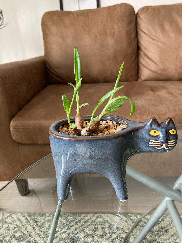 部屋の画像 by SAORIさん | 部屋とレデボウリア・ソシアリスと多肉植物と観葉植物とレースのカーテン越しと葉っぱと観葉植物初心者と観葉植物好きと大きくなあれとリビングルームと観葉植物のある暮らしと可愛いとリビング窓辺と球根植物とインテリアグリーン