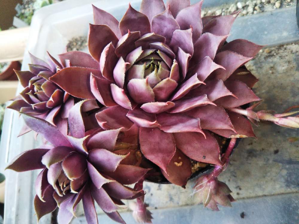 棚の画像 by はははさん | 棚と多肉屋敷と多肉植物と観葉植物とブロンズキング☆とsempervivumとセンペルビヴム属とセンペルビウム☆とブロンズキング・とセンペルビウム属とブロンズ キングと紅葉多肉とセンペルビブムと多肉群生と群生派