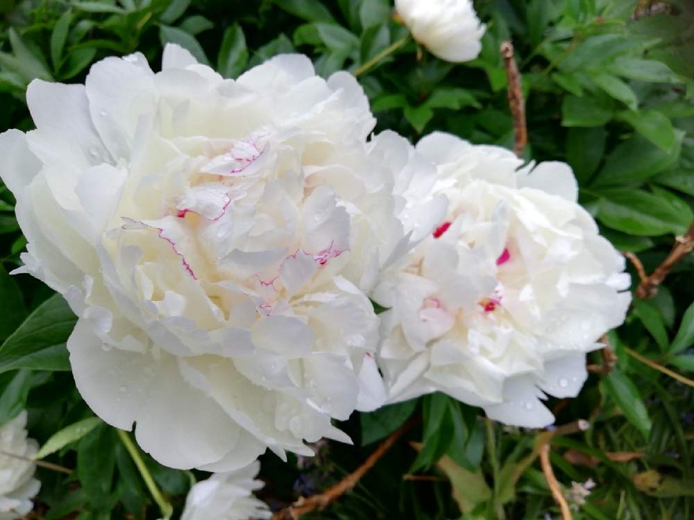 小さな庭の画像 by はな♥さん | 小さな庭としゃくやく(芍薬)としあわせな時間としあせな発見と春の北海道と可愛いお花とおうち園芸と北海道の春のお花ラッシュと春の開花ラッシュ