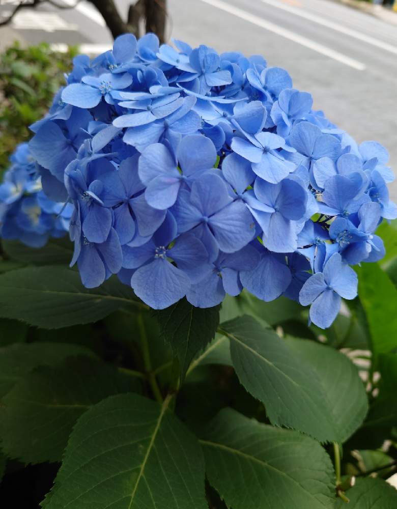 お出かけ先の画像 by カタカゴさん | お出かけ先と紫陽花とホンアジサイと今日も笑顔で♡と2019同期とアの付く植物と医療・介護の皆様に感謝といつもありがとう♡と素敵な花とお花大好きとチーム・ブルーNo.024ときれいとありがとう医療従事者の方々としあわせ運べるようにとみんな負けないで!と水曜日は水色と青い紫陽花前線2021と青い紫陽花の咲き方と青い花で納涼祭2021と青い花マニアとチーム・ブルー