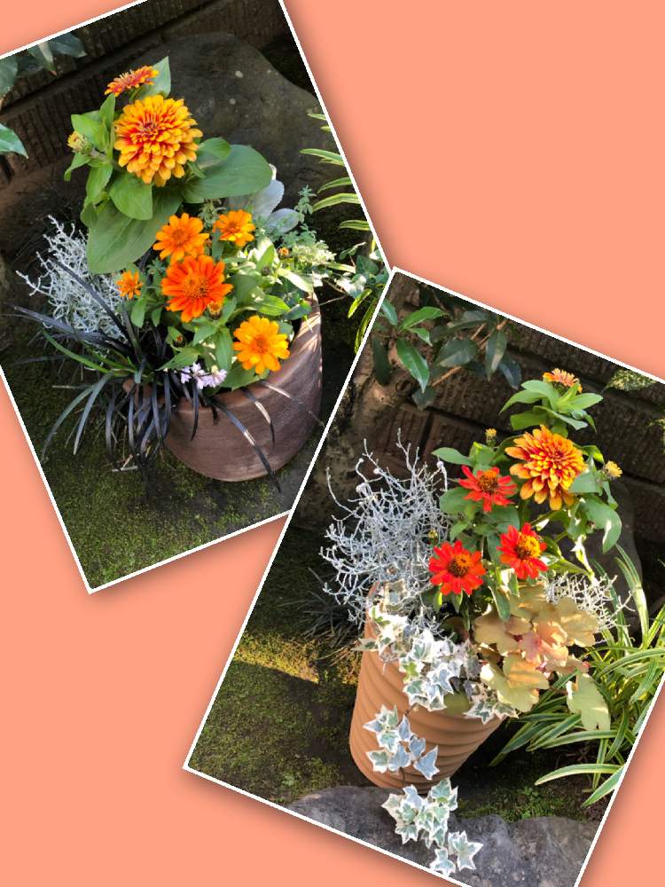 小さな庭の画像 by レモンライムさん | 小さな庭と初夏の花 寄せ植えと寄せ植え.と素敵✨探ししましょ!とおうち園芸とささやかな幸せと明るい気持ちと花のある暮らしと癒し♡とGSのみなさんに感謝♡とコロナ終息願う!とユーミンつながりの皆さんに感謝と医療現場の人々に感謝と雰囲気変わるね!と寄せ植えと初夏に作った寄せ植え2021