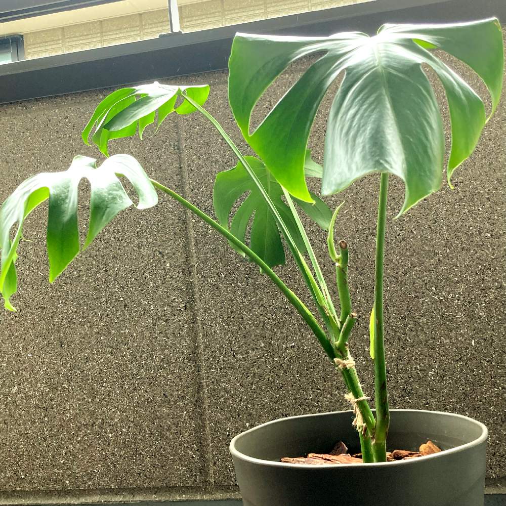 窓辺の画像 by Will_Tansanさん | 窓辺とモンステラと観葉植物と大型観葉植物と観葉とドリルとモンステラ新芽と熱帯植物