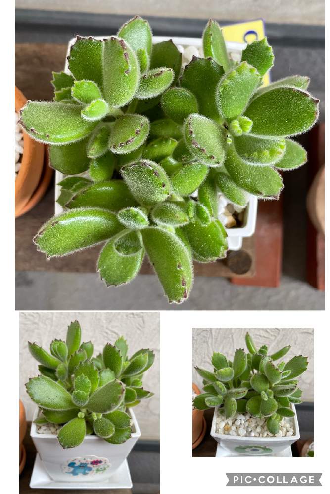 バルコニー/ベランダの画像 by mimimiさん | バルコニー/ベランダと熊童子と多肉植物とおうち園芸とカワイイ♡と相談といつも心に太陽をと初めての多肉さんと多肉初心者