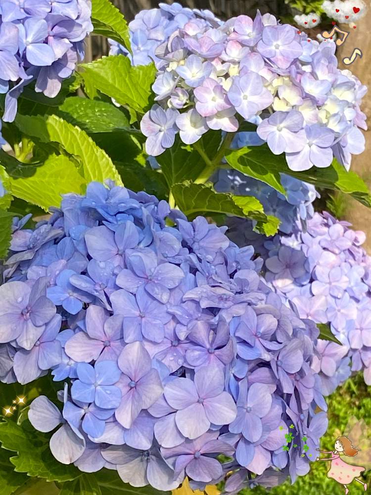 小さな庭の画像 by n i eさん | 小さな庭と紫陽花と爽やかなブルーの花と楽しくhappyにと元気パワーと紫陽花♡と水色のお花と今日も元気に笑顔でねと爽やかカラーと爽やかなブルーの紫陽花