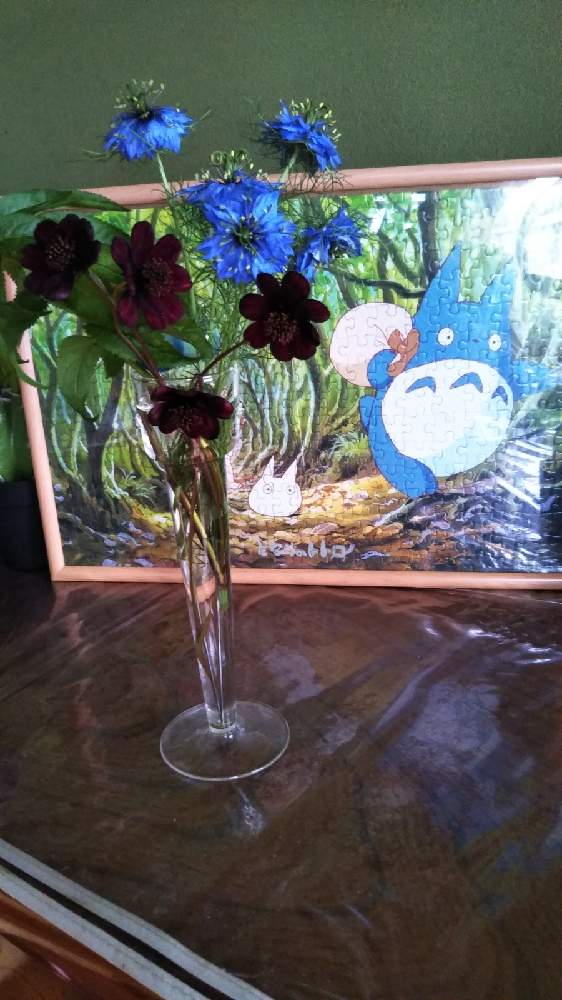 玄関の画像 by 黒ねこさん | 玄関とGSの繋がりに感謝♡とニゲラの花とはなのある暮らしと玄関のお花と毎月16日はトトロの日と青い花マニアとチョコレートコスモス!と青い花大好きと黒にゃんこ隊
