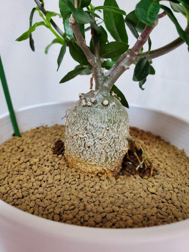 の画像 by ふらわーあんどぐりーんheh(花エリカ白楽店)さん | 多肉植物と観葉植物と楽天市場とフォロー歓迎とネット販売と観葉植物好きと多肉植物のある暮らしとコーデックスと白鉢とコーデックスのある暮らしと4号鉢とピザールプランツと塊根植物とフォッケアエデュリス 火星人と観葉植物のある暮らしとフォッケア属と多肉植物好きといいね♥ありがとうございます✨