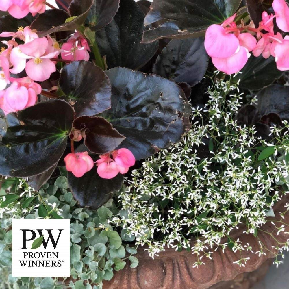 小さな庭の画像 by PROVENWINNERSさん | 小さな庭とベゴニア♡とPWと夏の花とベゴニア☆とユーフォルビアとPWプルーブンウィナーズとプルーブンウィナーズとProven WinnersとローメンテナンスとPW育てた