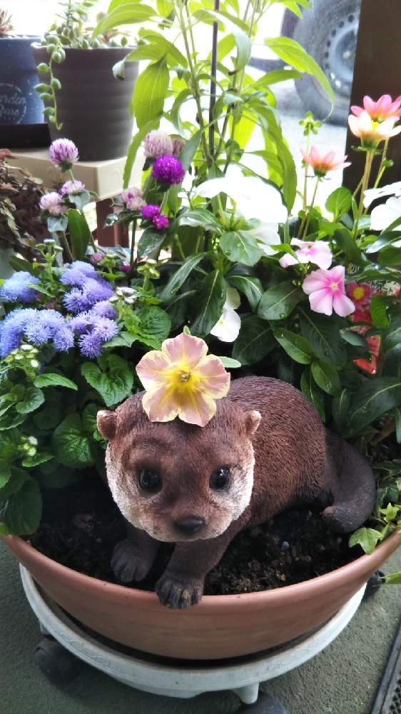 玄関の画像 by 黒ねこさん | 玄関とよせ植えと初夏に作った寄せ植え2021とピンクの花とはなのある暮らしとカワウソの置き物とニチニチ草。と玄関のお花とセンニチコウ♡と黄色の花とサフィニアアートとらネコとアゲラタム☆と白い花とミニダリア♡と紫の花と黒にゃんこ隊