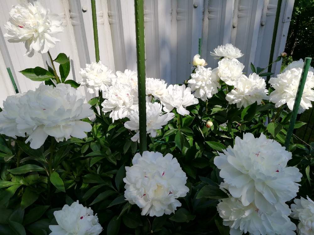 小さな庭の画像 by はな♥さん | 小さな庭としゃくやく(芍薬)としあわせな時間と春の北海道と可愛いお花とおうち園芸と北海道の春のお花ラッシュと春の開花ラッシュ