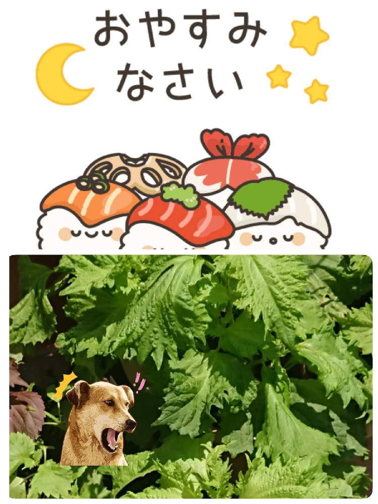 畑の画像 by 苺さん | 畑とプランターと紫蘇の栽培とおうち園芸とお家栽培とお家で栽培とプランター植え