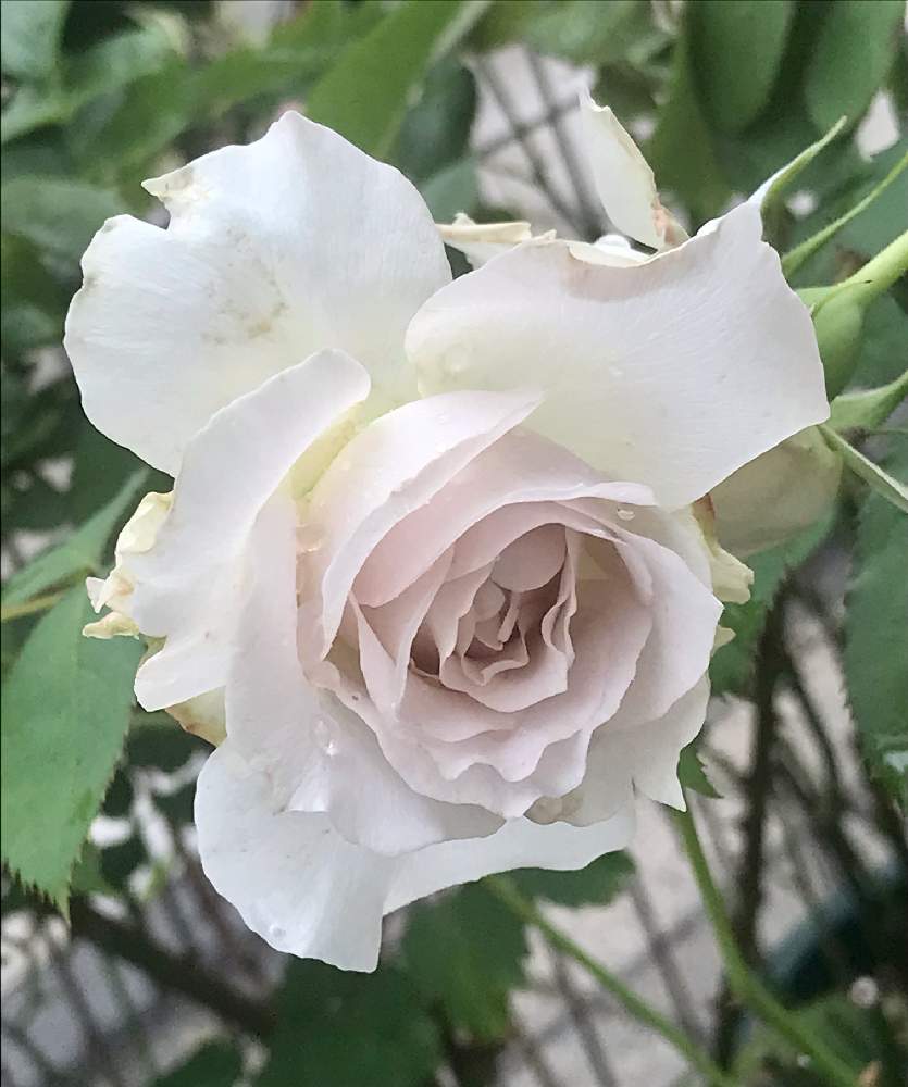 小さな庭の画像 by ひろちゃんさん | 小さな庭とバラと薔薇とバラ サフィレットと水曜ローズショーとわれら17年組と咲いてくれてありがとう❤と新型コロナウィルスに負けるなとミッドナイト投稿と河本ローズ