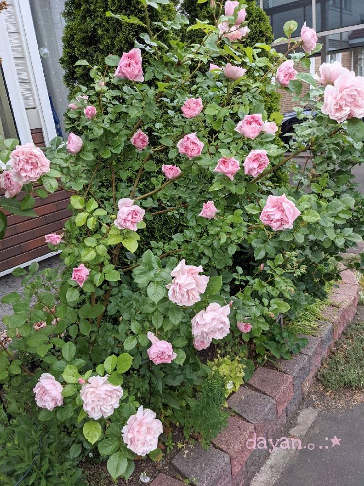 小さな庭の画像 by dayanさん | 小さな庭とナターシャ リチャードソンとばら バラ 薔薇と薔薇愛同盟とピンクの花と水曜ローズショーとナチュラルスタイルとGSでバラ園と北海道と大人かわいい♪と地植え