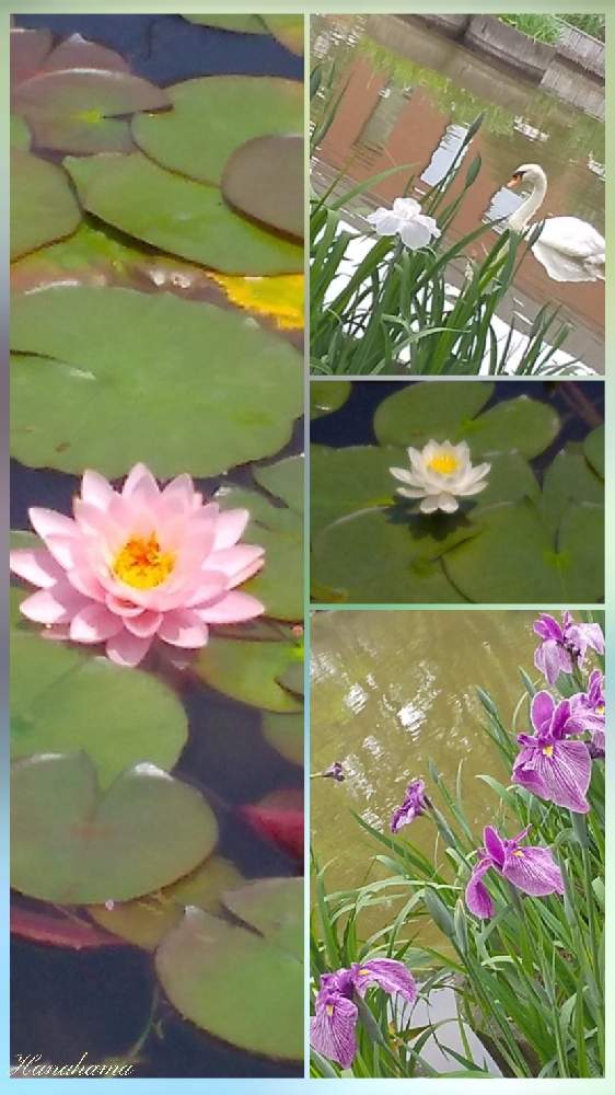 の画像 by hanahamaさん | スイレンとハナショウブと花のある生活と水辺の水曜日と感謝と祈りと生き物と花生活と久留米 石橋文化センターと石橋分化センター❀h