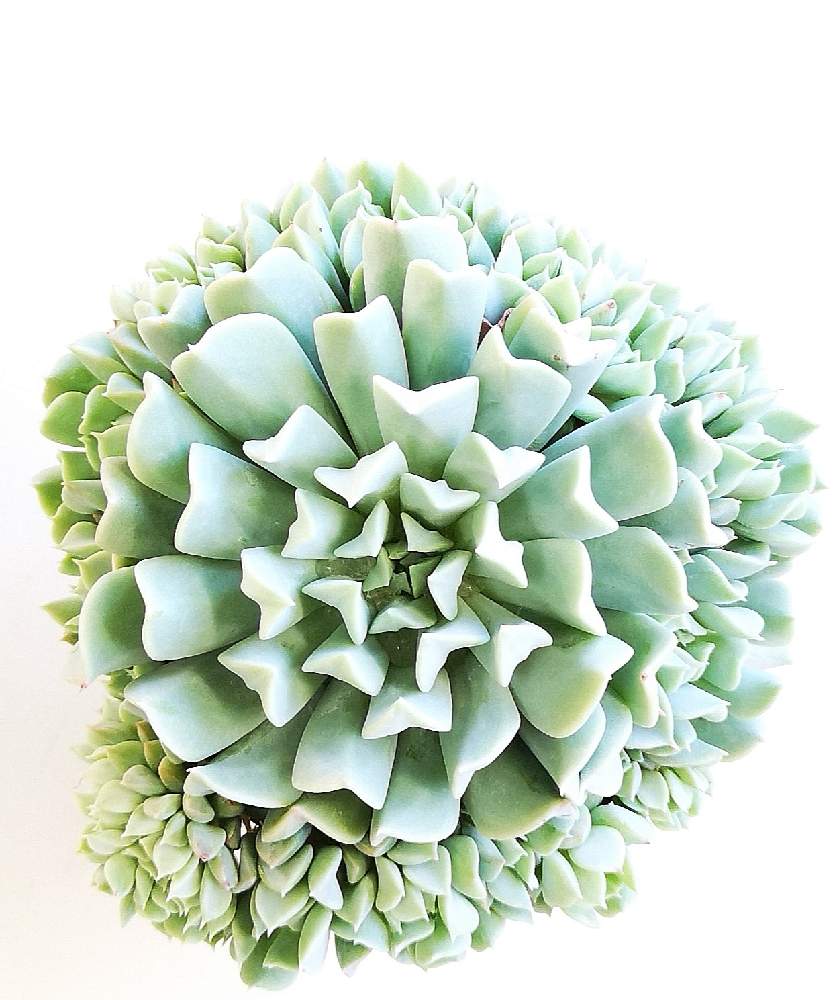 玄関の画像 by eyeさん | 玄関とクラウド綴化とEcheveria runyonii 'Cloud' f. cristataと☆eye☆黒タグ GREEN ROOMと☆eye☆綴化とトプシータービー綴化とルンヨニー クラウド 綴化と☆eye☆エケベリア属と☆eye☆か行と八ヶ岳育ち スタンダードコレクション 3.5号とAltman PlantsとEcheveria 'Cloud' f. cristataとド真ん中の日と綴化トップスプレンダーとトップシータービー 綴化とクラウド(綴化)と毎月15.16日は、ド真ん中の日とトプシーツルヴィ 綴化とEcheveria runyonii 'Cloud' f. cristataとGREEN ROOMと☆eye☆交配種とトプシーターヴィー 綴化と☆eye☆540