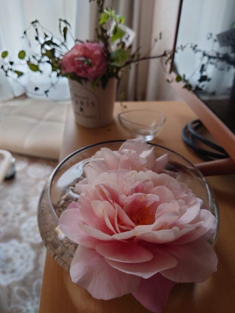 棚の画像 by ぬまなさん | 棚とディスタント・ドラムスといけばなとばら バラ 薔薇とはなのある暮らし