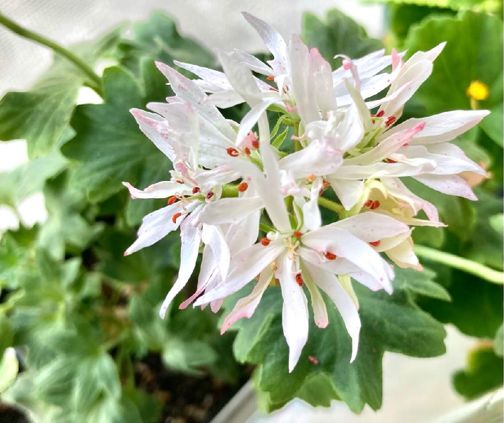 窓辺の画像 by ハッピーさん | 窓辺と多肉植物と医療・介護の皆様に感謝とゼラニウム♡とニャン達に感謝と山野草と ゼラニウムとねこちゃん♡とおうち園芸とねこと緑のある暮らしとねこ愛が止まらないとゼラニウム大好き❤︎とゼラニウムマニアとハッピー ゼラニウムと斑入り。