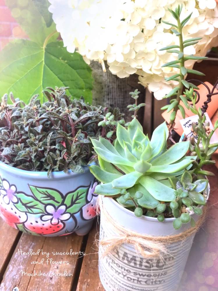 棚の画像 by さくら餅子さん | 棚とクーペリーと多肉植物 寄せ植えとビーナスとアナベルと紫陽花 アナベルとキュンキュン乙女倶楽部とGSミニモニ。とバラと夢CLUBと餅子の多肉棚と多肉ラボ©と餅子の多肉寄せ植えと餅子のクーペリーとイーオンナ美人の日とたにおたくらぶと多肉寄せ植えと餅子のアナベルとリメ缶・リメ鉢と韓国鉢と花も多肉も好き