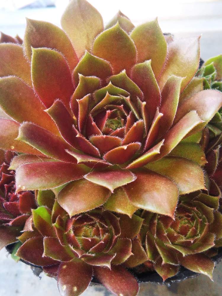棚の画像 by はははさん | 棚と多肉屋敷と多肉植物と観葉植物とsempervivumとセンペルビヴム属とセンペルビウム☆とセンペルビウム属と紅葉多肉とセンペルビブムと多肉群生とセンペルビウム・スプライトとスプライト センペルと群生派