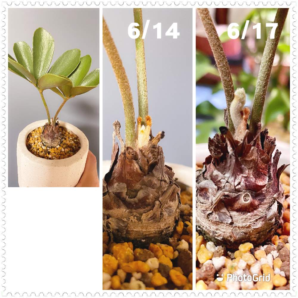 インテリアの画像 by ねむこさん | インテリアとザミアとザミア プミラと観葉植物とグリーンのある暮らしとベランダガーデンと多肉植物とサボテンとジャングル化計画