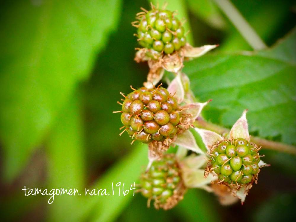 の画像 by tamagomen. nara.1964さん | 植物観察日記と気温24℃とOLYMPUS PEN E-PL10と曇りとラズベリー*と木苺*とラズベリーの実*と奈良県奈良市