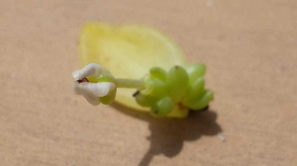 の画像 by みんぽぽさん | 多肉植物と多肉植物のある暮らしとタニ友募集と多肉女子と多肉花芽と葉挿しと多肉初心者